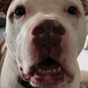 Meet your Posher, Corbin